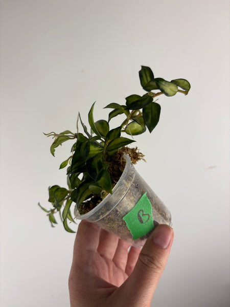 hoya lacunosa bruno B