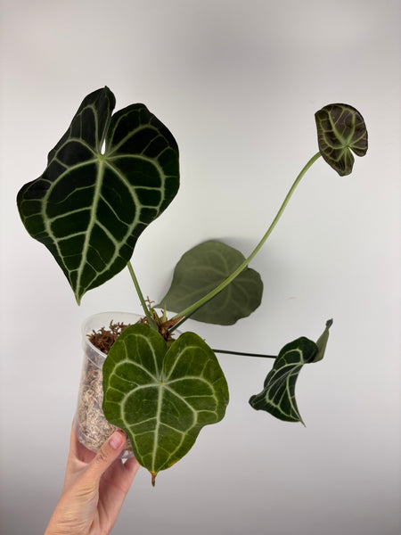 Anthurium clarinervium x papillilaminum As is