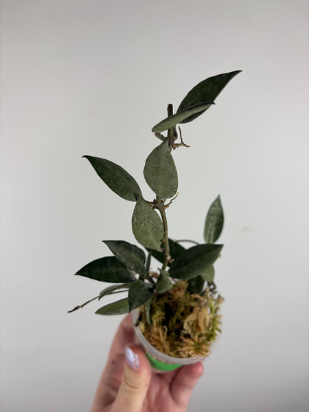 hoya lacunosa grey ash D