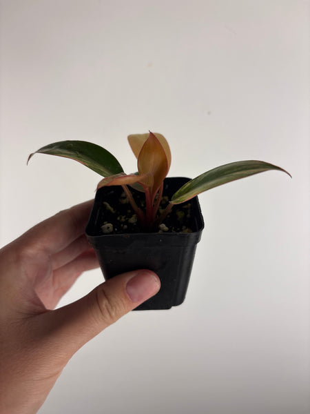 Philodendron red Congo low variegated