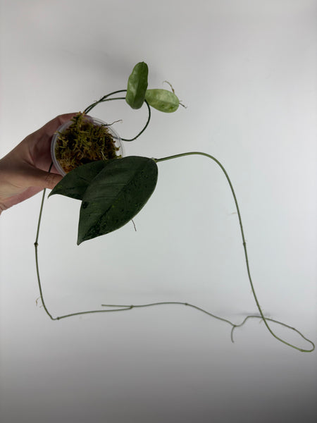hoya coriacea silver 6