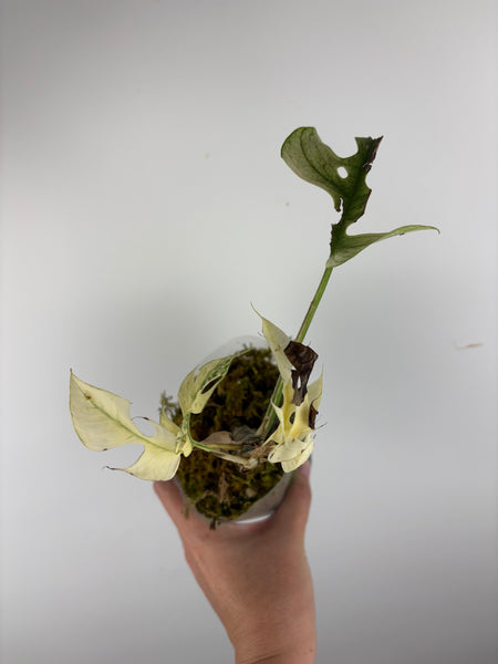 rhaphidophora tetrasperma white monster