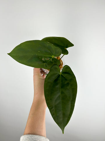 Anthurium Blue papillilaminum x forgetii F