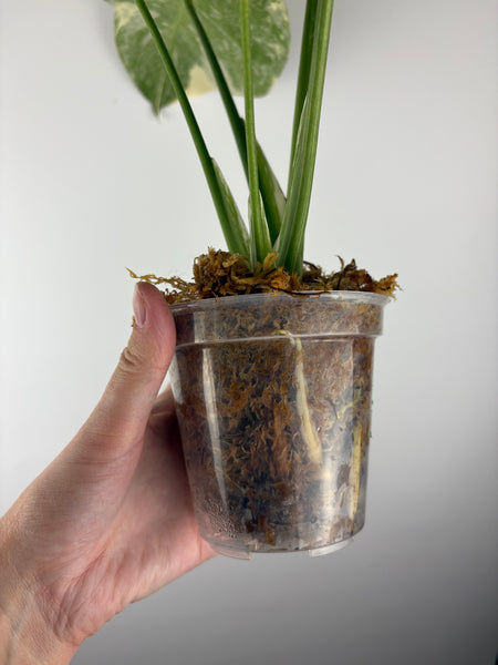 Monstera deliciosa green snow B