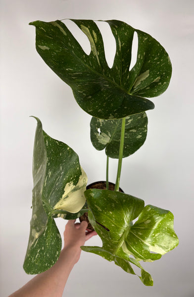 Monstera Thai constellation 6 inch E