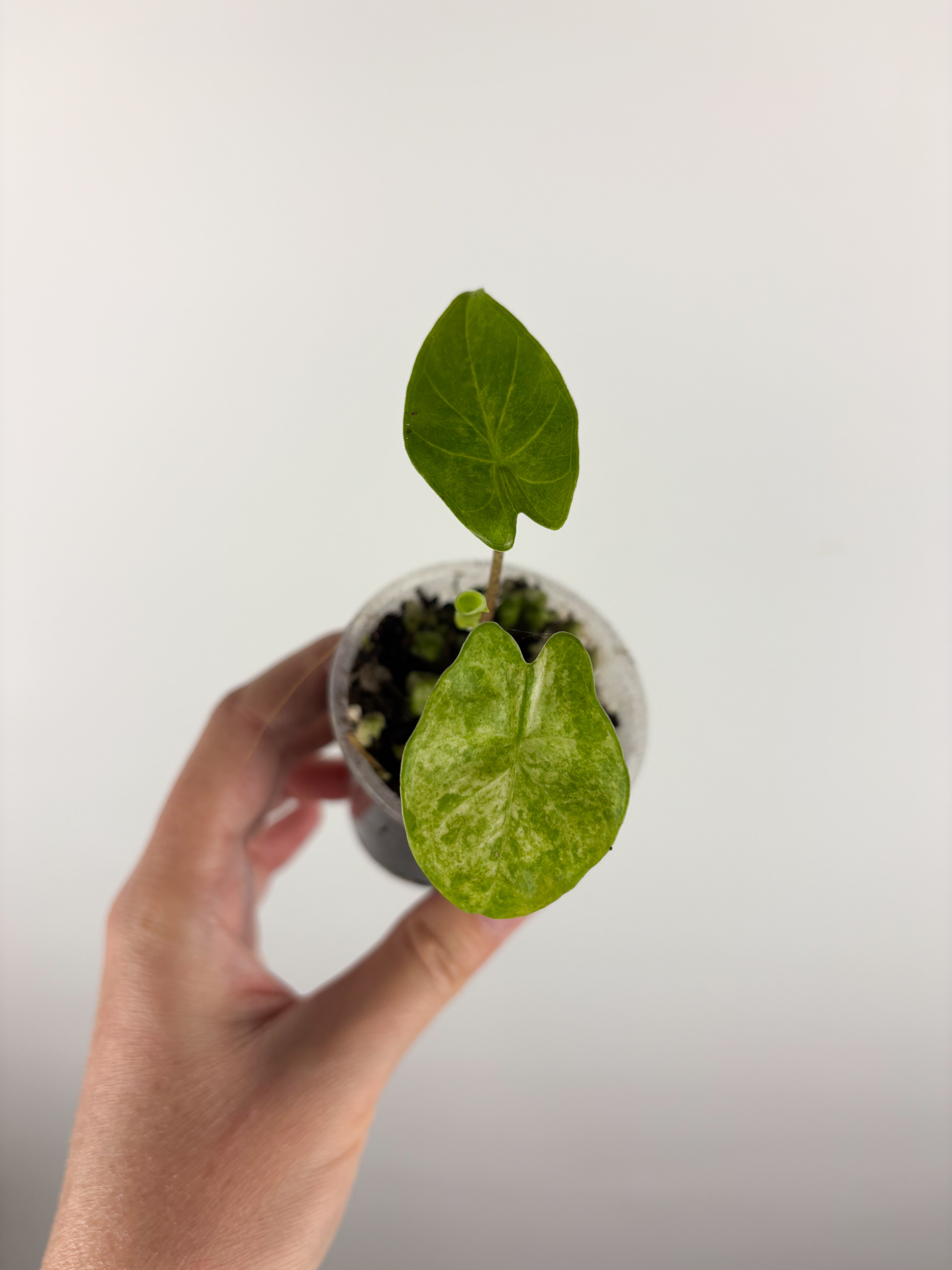 Alocasia – We Pot Plants