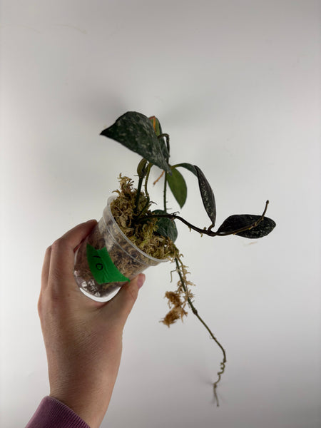 Hoya rundumensis splash 10