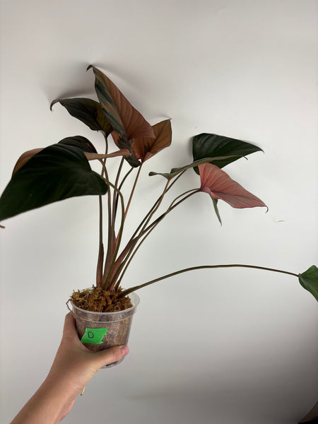 homalomena pink diamond (Thailand) D