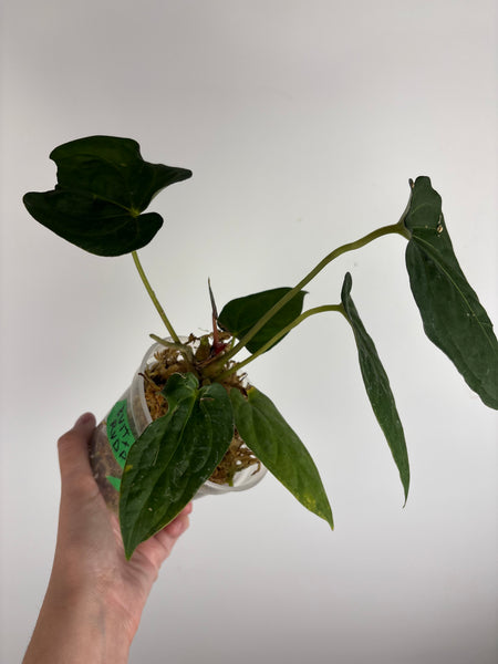 Anthurium Bvit x rvdp A2