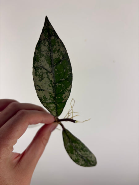 Hoya Clemensiorum
bukit endau silver mid cut