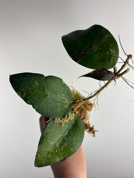 Hoya Bird of paradise B