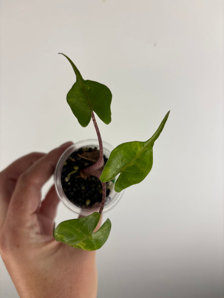 Alocasia stingray aurea