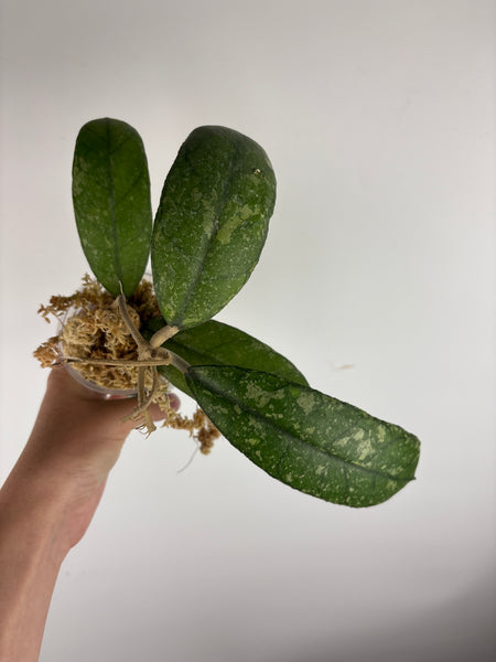 Hoya sp. (Northern Sumatra) silver splash C