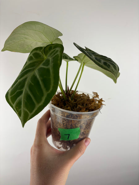 Anthurium red tiger 7