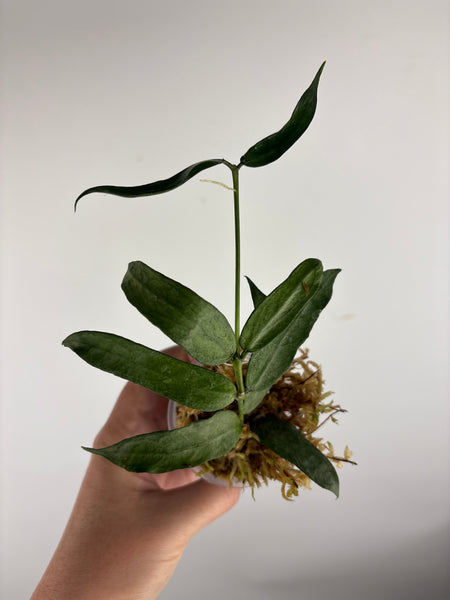hoya pandurata silver C