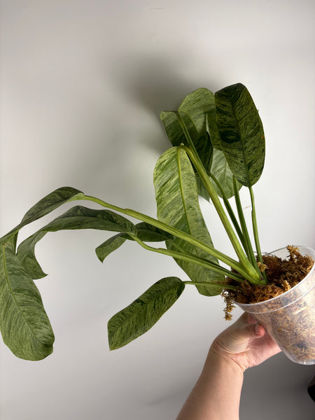 Epipremnum giganteum marble