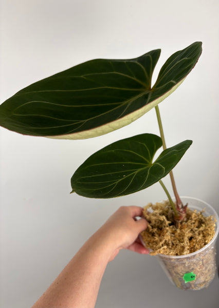 Anthurium king of spades large A