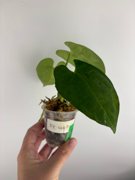Anthurium dark phoenix seed A