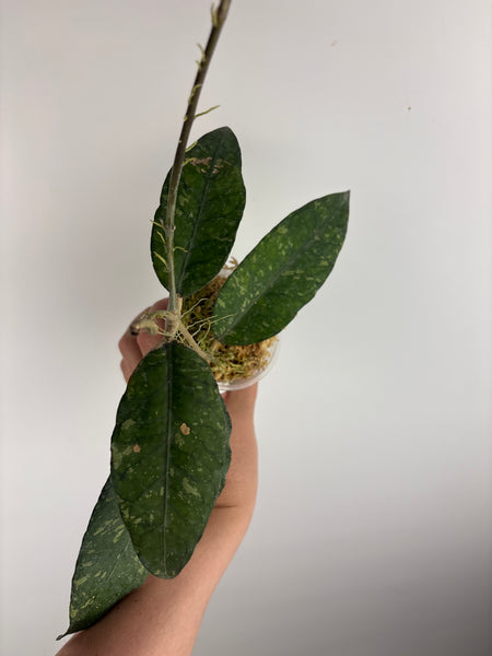 hoya Sp aceh ar11 A2