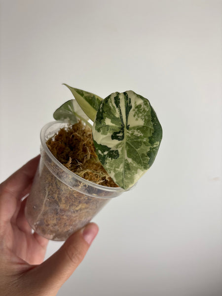 Alocasia maharani albo (Thailand)