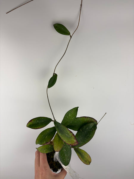 hoya erythrina