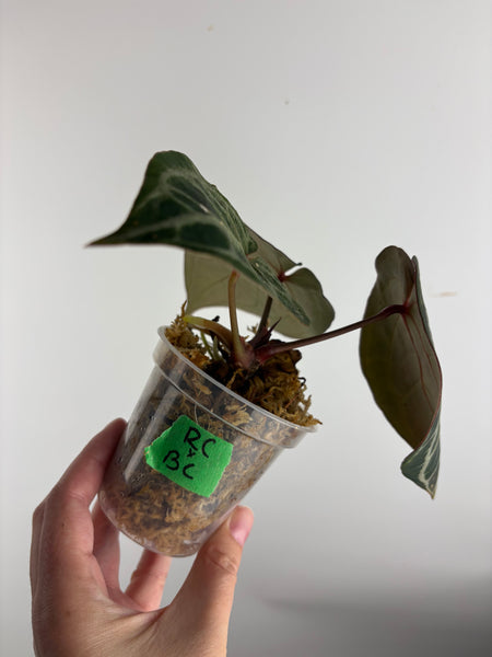 Anthurium red crystal x black crystal B