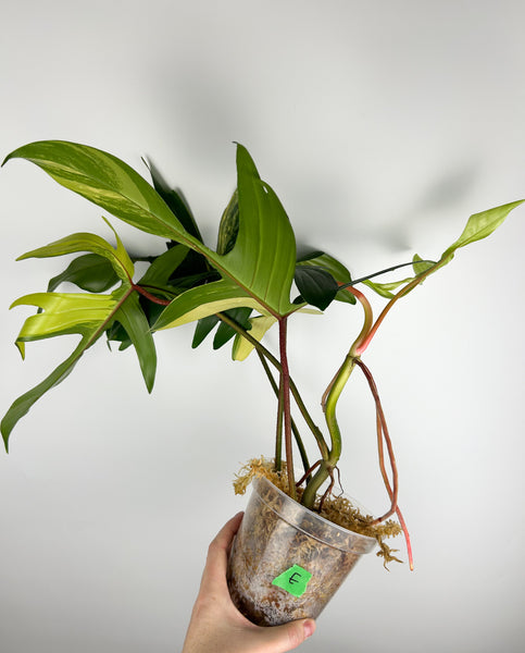 Philodendron Florida beauty E2