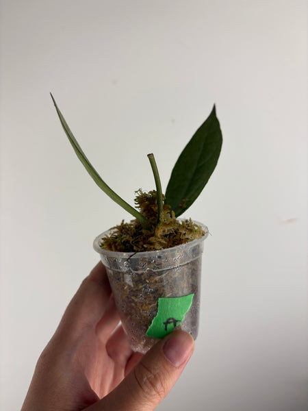 hoya Germany silver A