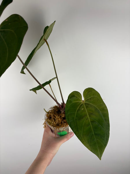 Anthurium magnificum x red dark phoenix C