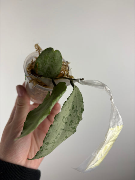 hoya caudata silver C