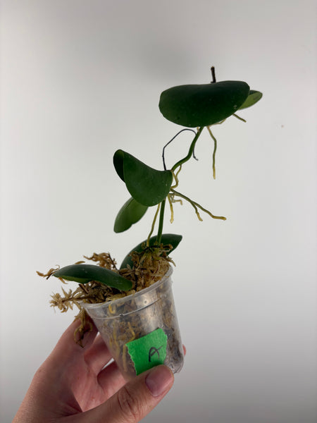 hoya kastbergii A