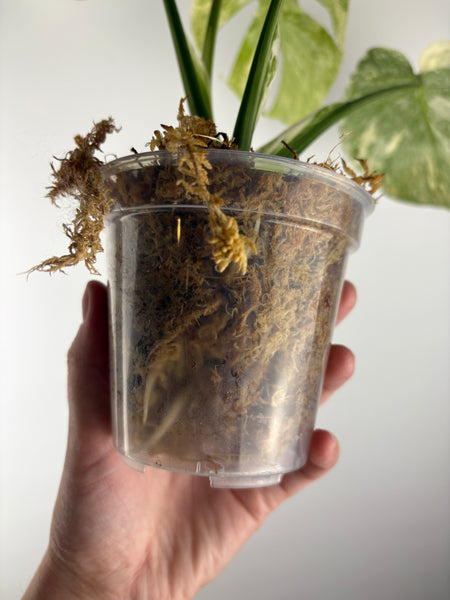 Monstera deliciosa green snow E