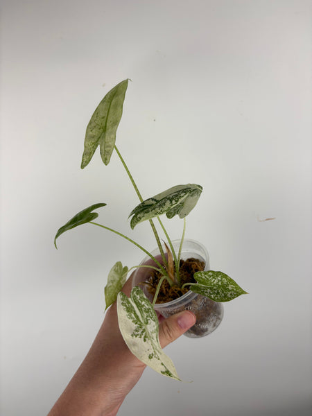 Alocasia Longiloba Thai con as is