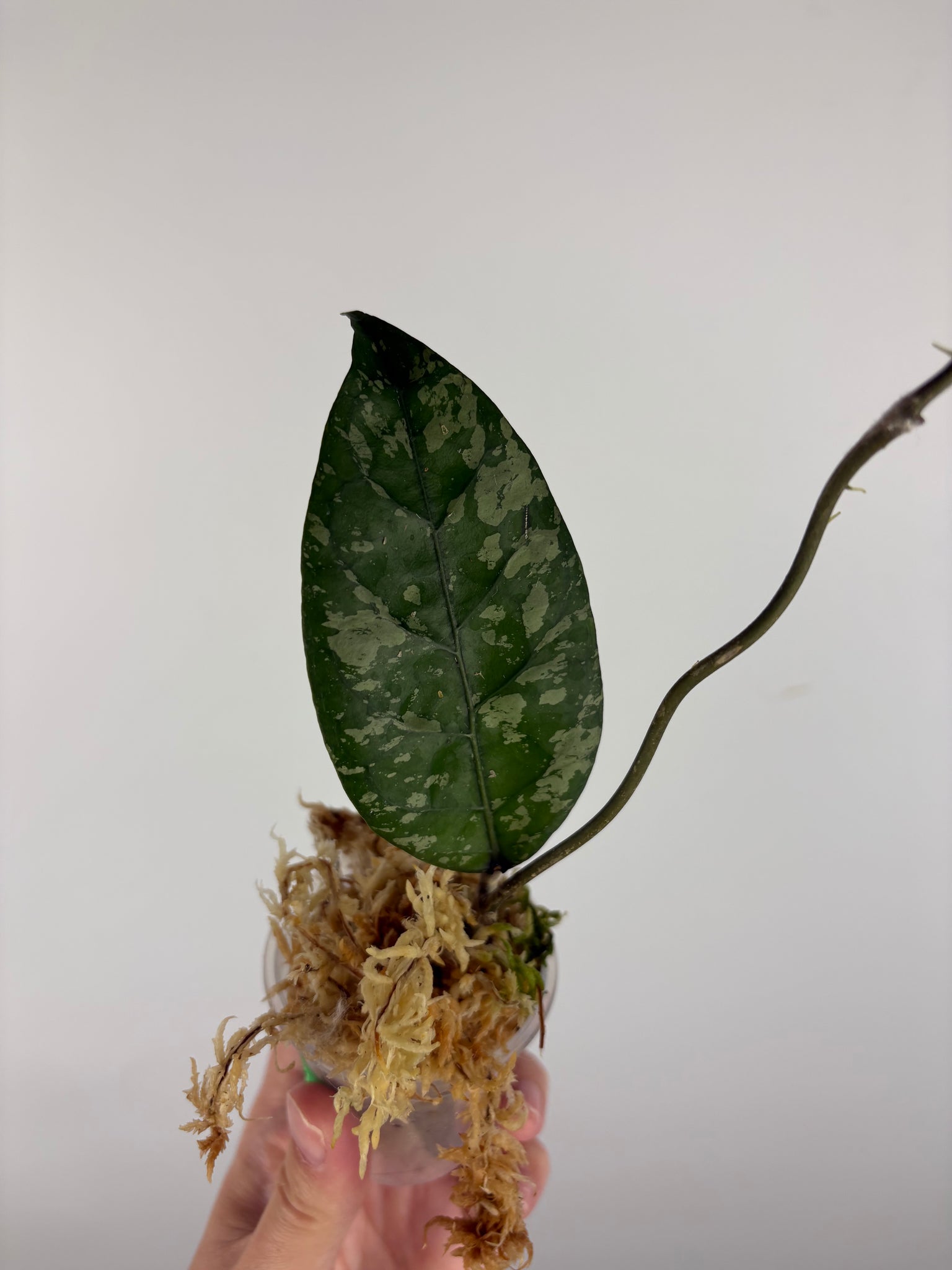 Hoya sp aceh gayo lues 1