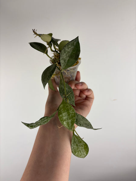 hoya lacunosa nirwana A