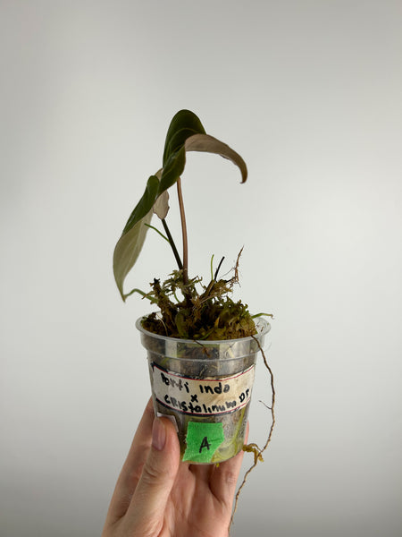Anthurium portillae indo x  crystallinum dark form A as is