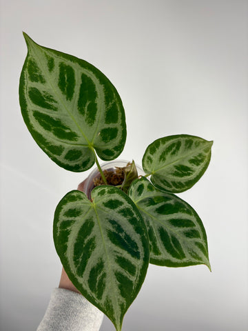 Anthurium Silver blush mutation A