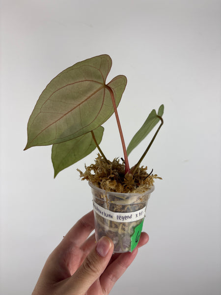 Anthurium legend x fort sherman 6