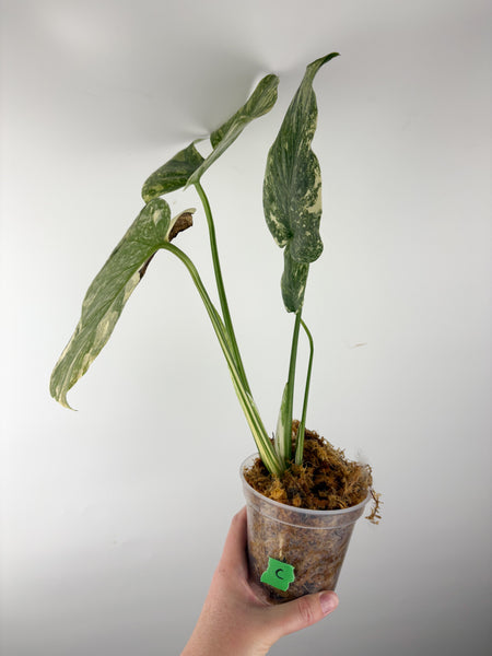 Monstera deliciosa green snow C