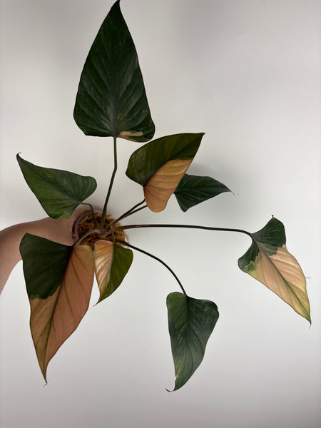 homalomena pink diamond (Thailand) C