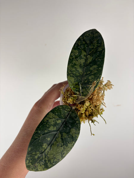 hoya sp aceh mustika 