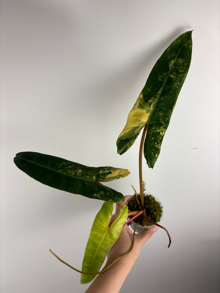Philodendron billietiae variegated D