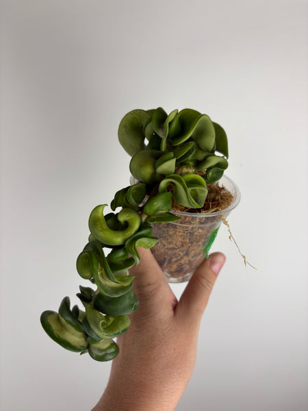 hoya compacta mauna loa A