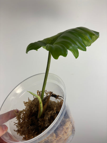 Philodendron Florida beauty x distantilobum variegated top cut lightly rooted
