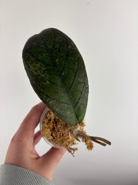 Hoya Tanggamus purple A