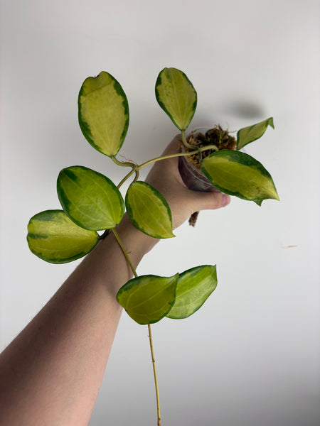 Hoya merrillii variegated larger plant