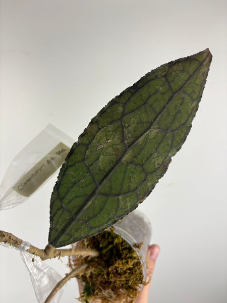 hoya clemensorium aceh splash B