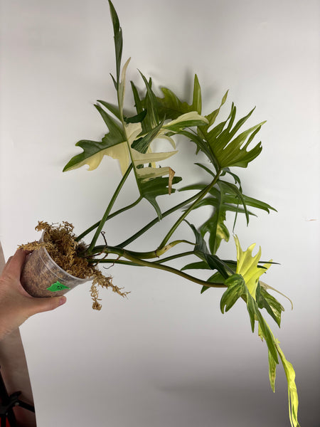 Florida beauty x tortum (Thailand) B huge plant