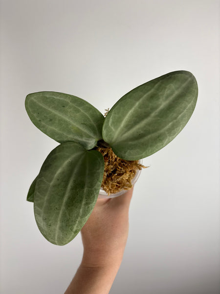 Hoya Latifolia silver B