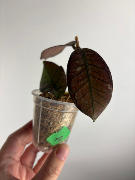 Hoya Gunung gading splash  A